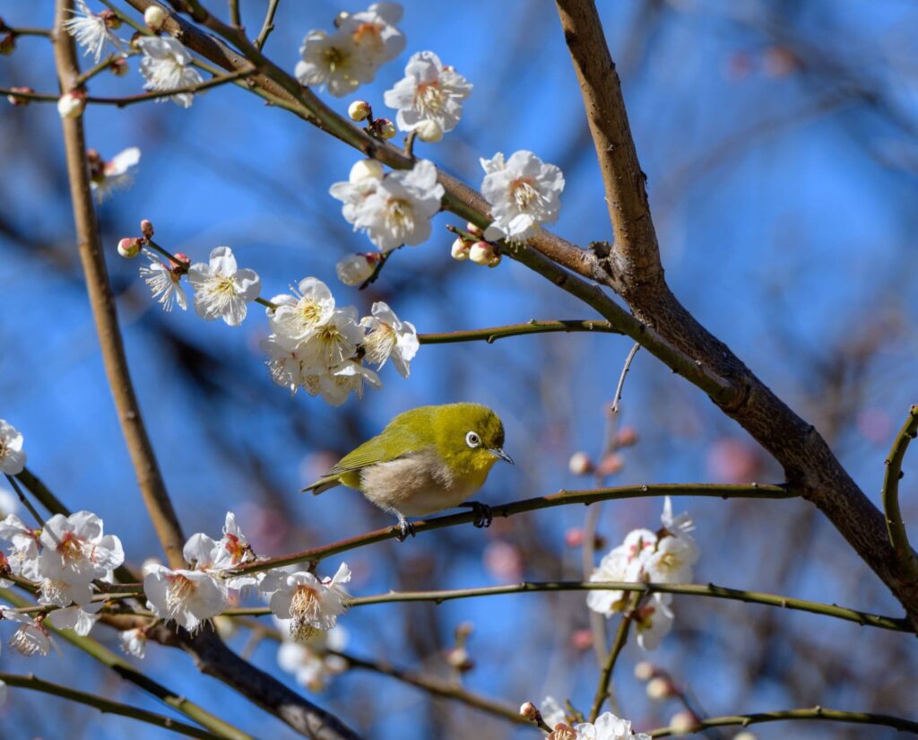 春を感じさせるうぐいすと桜の写真