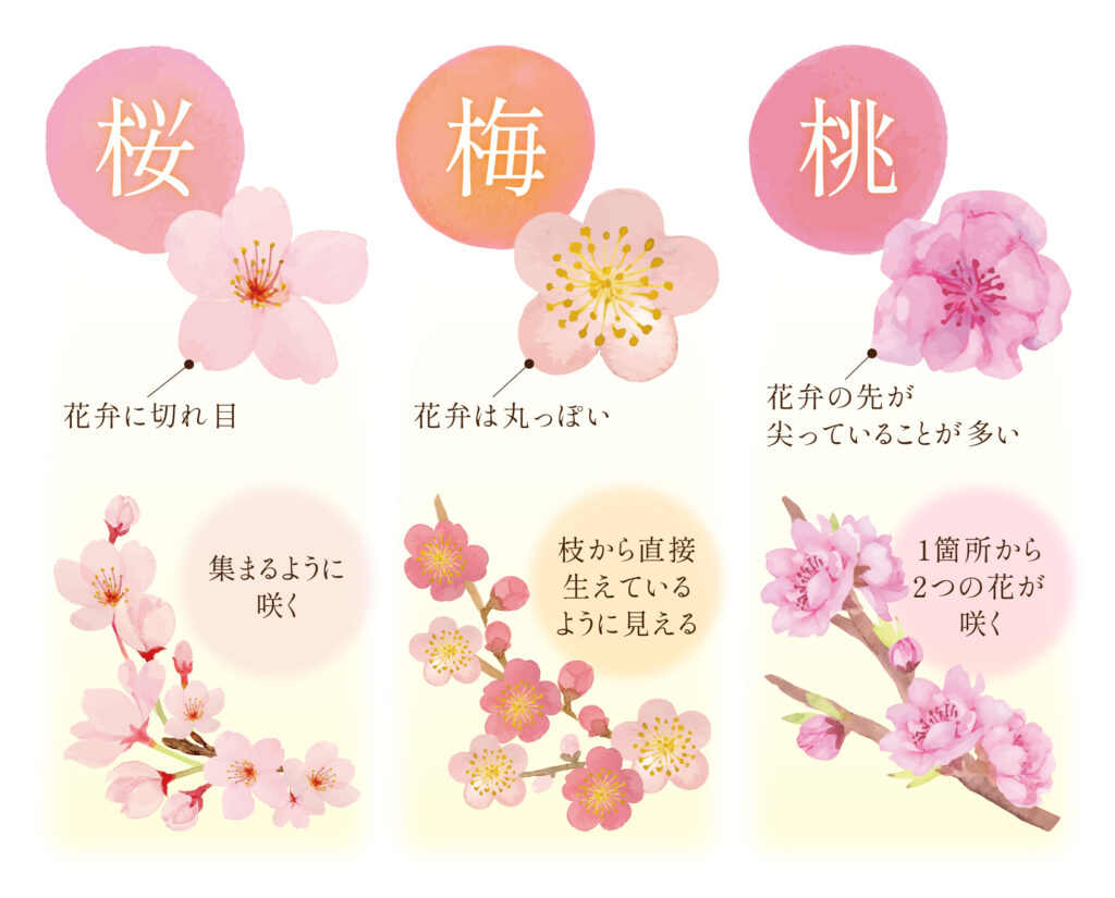 桜、梅、桃の特徴を指し示したイラスト