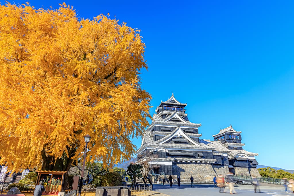 秋晴れの空の下、黄金色のイチョウと隣り合って聳える熊本城