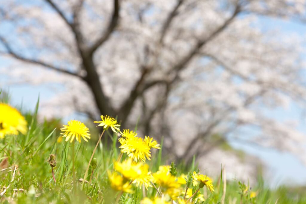 桜とたんぽぽの春が感じられる写真