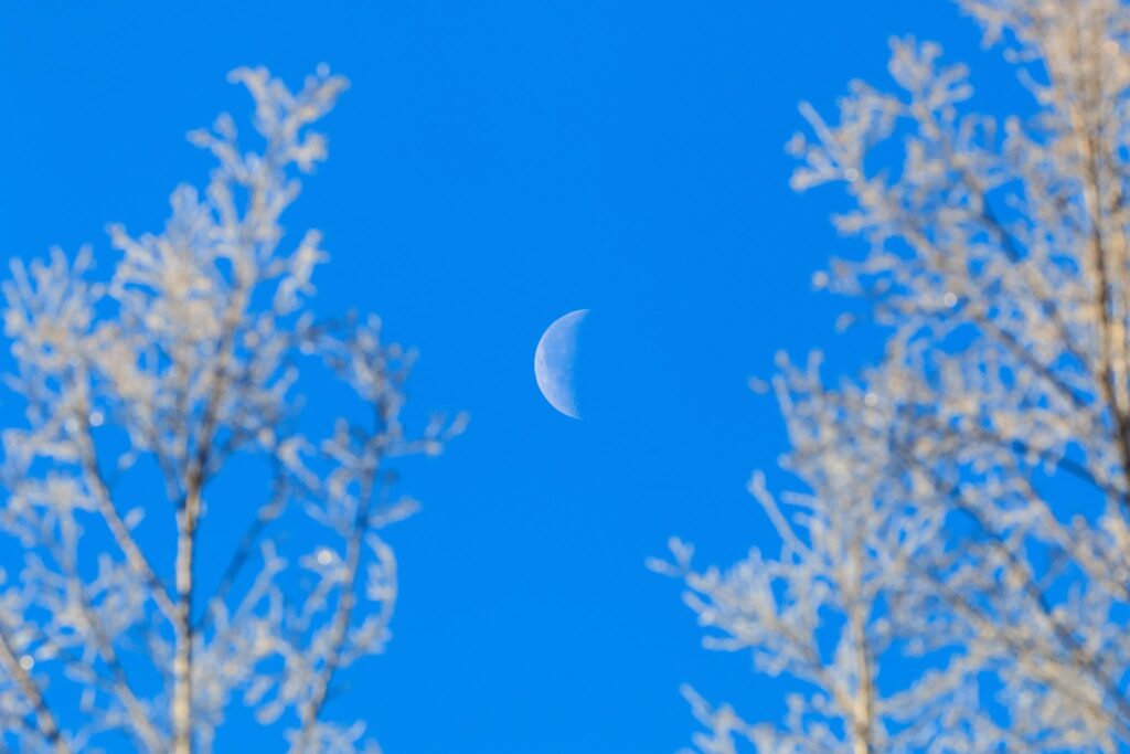 澄んだような青空に浮かぶ、薄く白い半月。周囲の木々は枯れており、冬場だと分かる