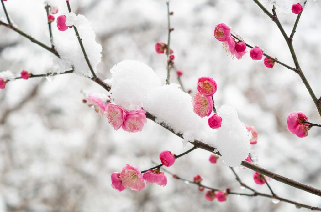 梅の花