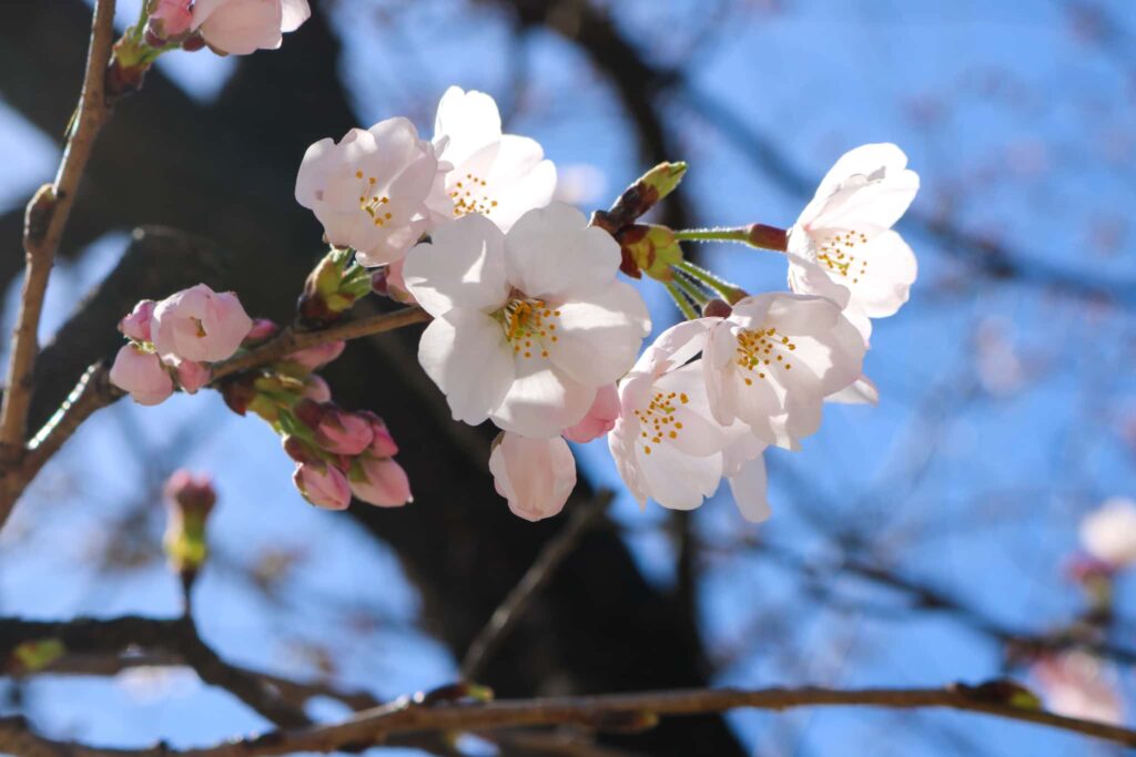 桜の花