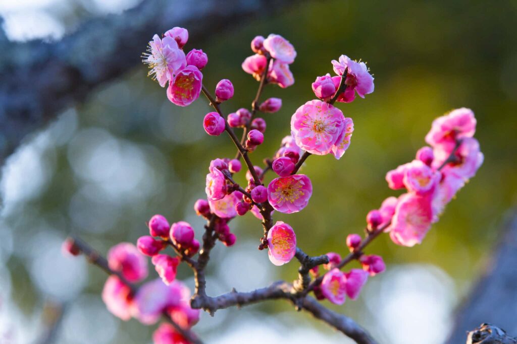 梅の花