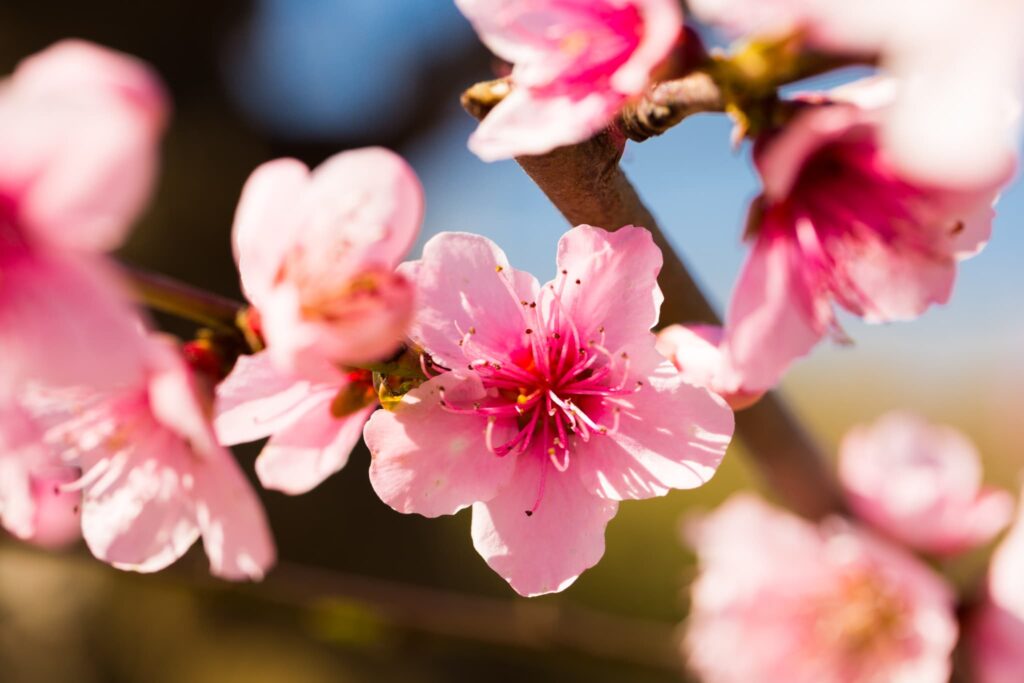 桃の花